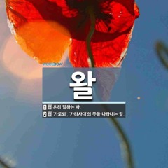 mc노애미