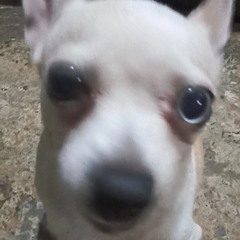fuzediego