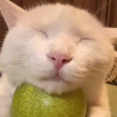 Triple Dog Death Barrage