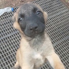 Chanzdadog