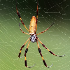 Orb_Weaver_24k