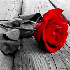 Solitude-Rose
