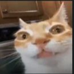 ayleshayleshayleshayleshaylesh