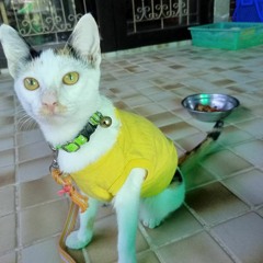 Tabby Tuu