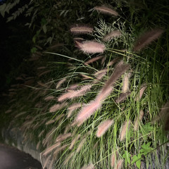 moonlightjuice in l’heure bleu