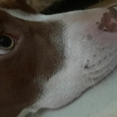 Sinsemilla