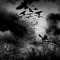 Murdxr Of Crows
