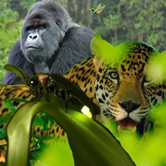 Gorila Colibrí Jaguar Luciérnaga