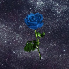 Blue Rose