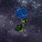 Blue Rose