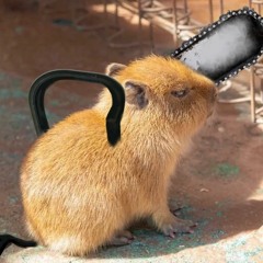 capy