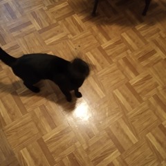 Alan