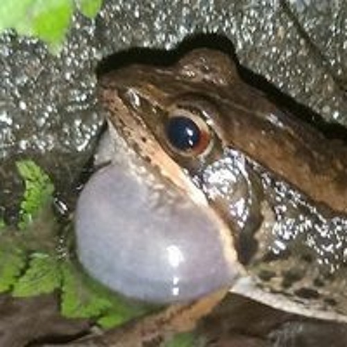 命のユースティティア-ヲタみん