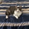 Vinnie Beans