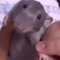 あきしょう