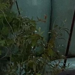 Lee