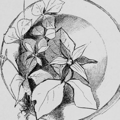 leaves be for flowers