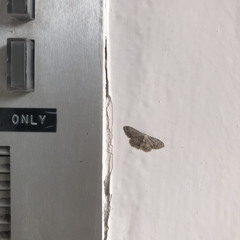 ieatalotofvegatables