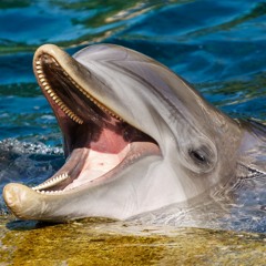 DolphinCore