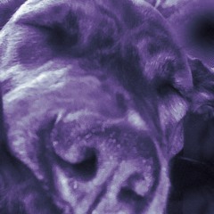Broad Hound
