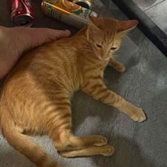 caubecutephomaiquedapxetrenphoco