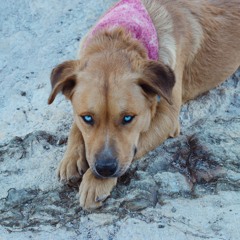 Ridgeline Dr // Butterfly Bowtie