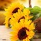 Nour ALSHAM