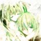 kaname