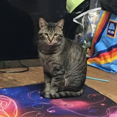 🐈‍⬛ Kitty kitty 🐈‍⬛