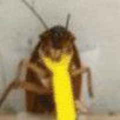 mr.roach