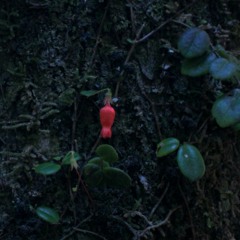 niñññxs 🏴‍☠️