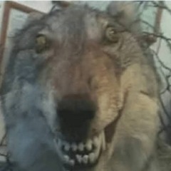 Sugar Wolf