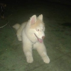 Saaed Hassan