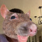 Not a rat