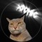 XTOMIC_ontiktok