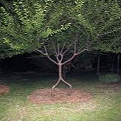 Laidback Tree