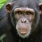 MonkeKingPlaysYT
