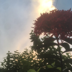 rain