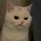 sad meww :<
