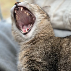 DuoBingo🧸❤️‍🔥