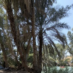 שמעון ישראל