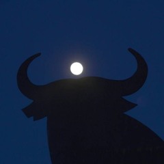 nocturnal bull