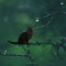 Lynx