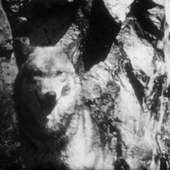 dreamwolfmusicofficial