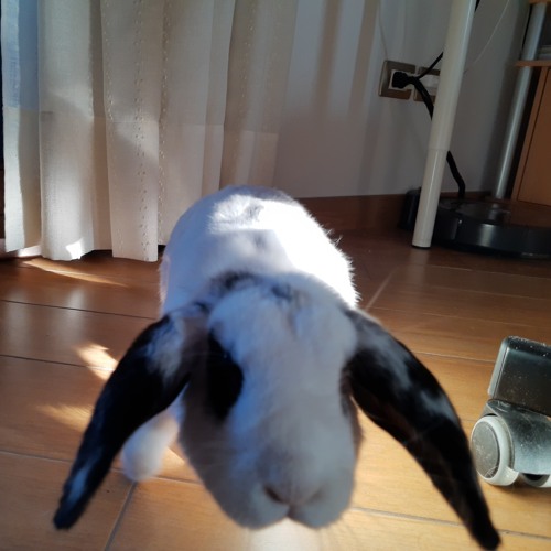 Death SS - I tallow doll