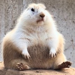 João Alonso Casella