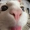 Chibbi