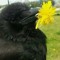 Localfriendly_crow