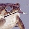 Acid Toad