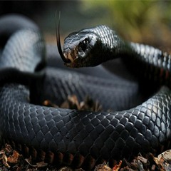 Black Mamba
